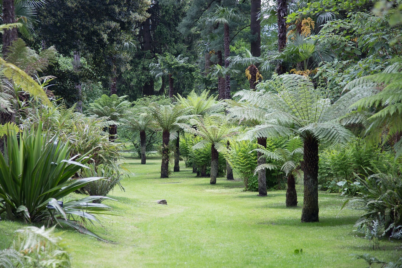 park landscape trees free photo