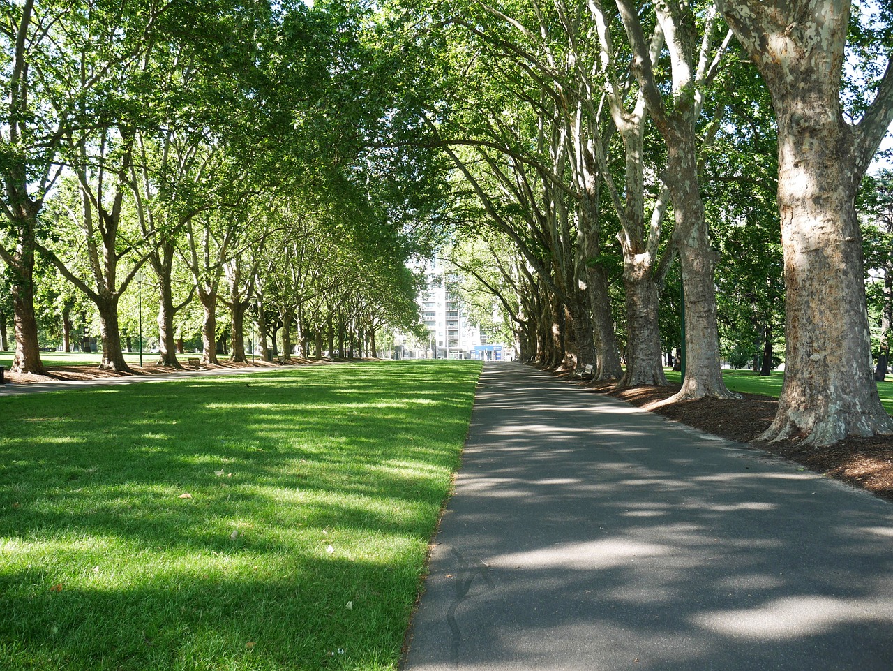 park trees nature free photo