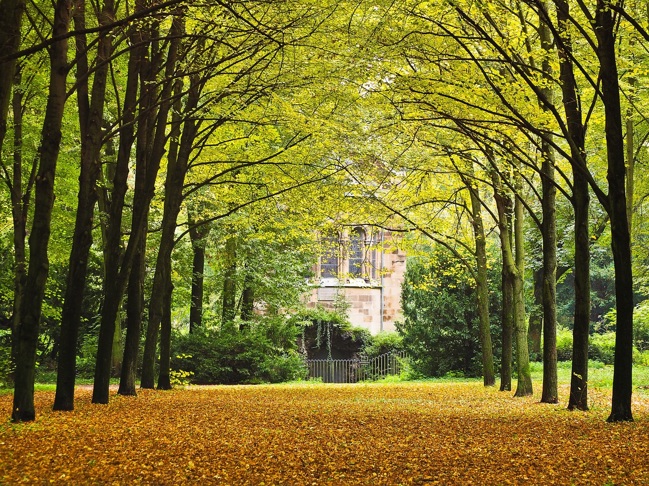 park avenue trees free photo