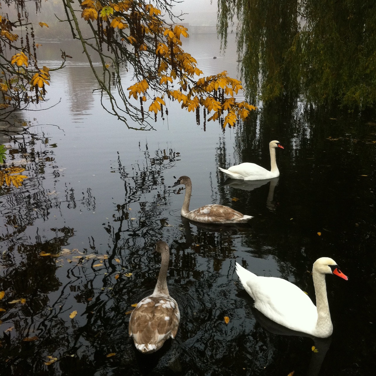 swans park autumn free photo