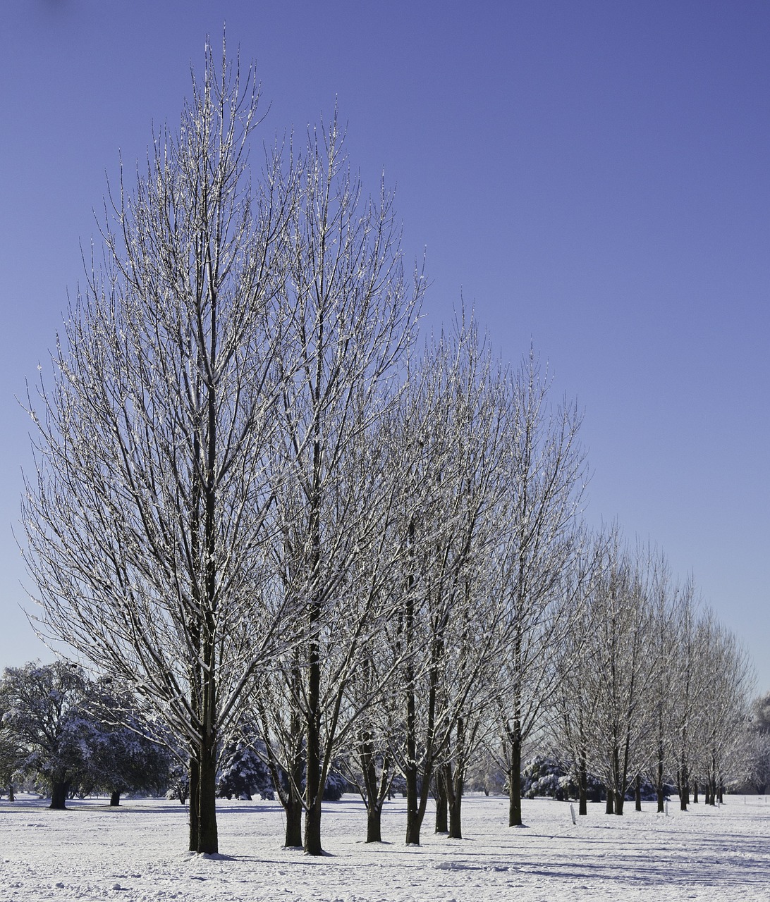 park tree nature free photo