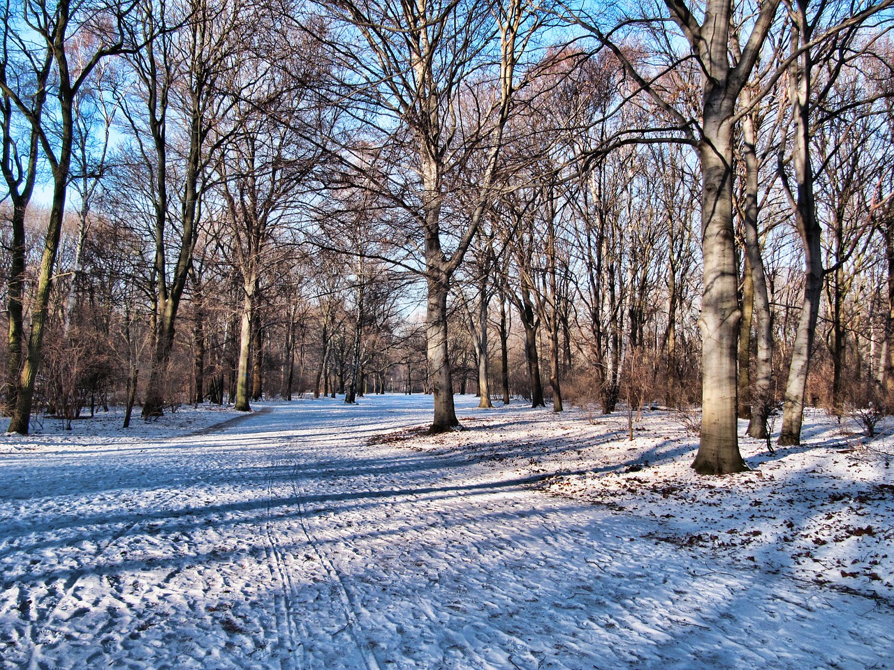 park winter tiergarten free photo