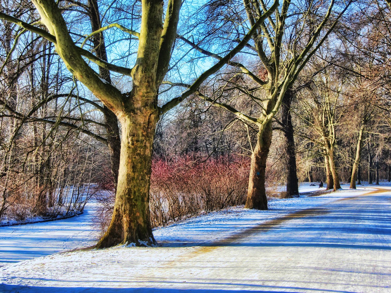 park winter away free photo