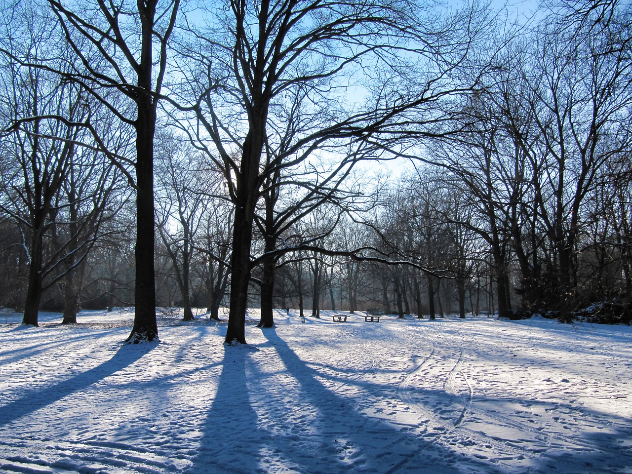 park winter tiergarten free photo