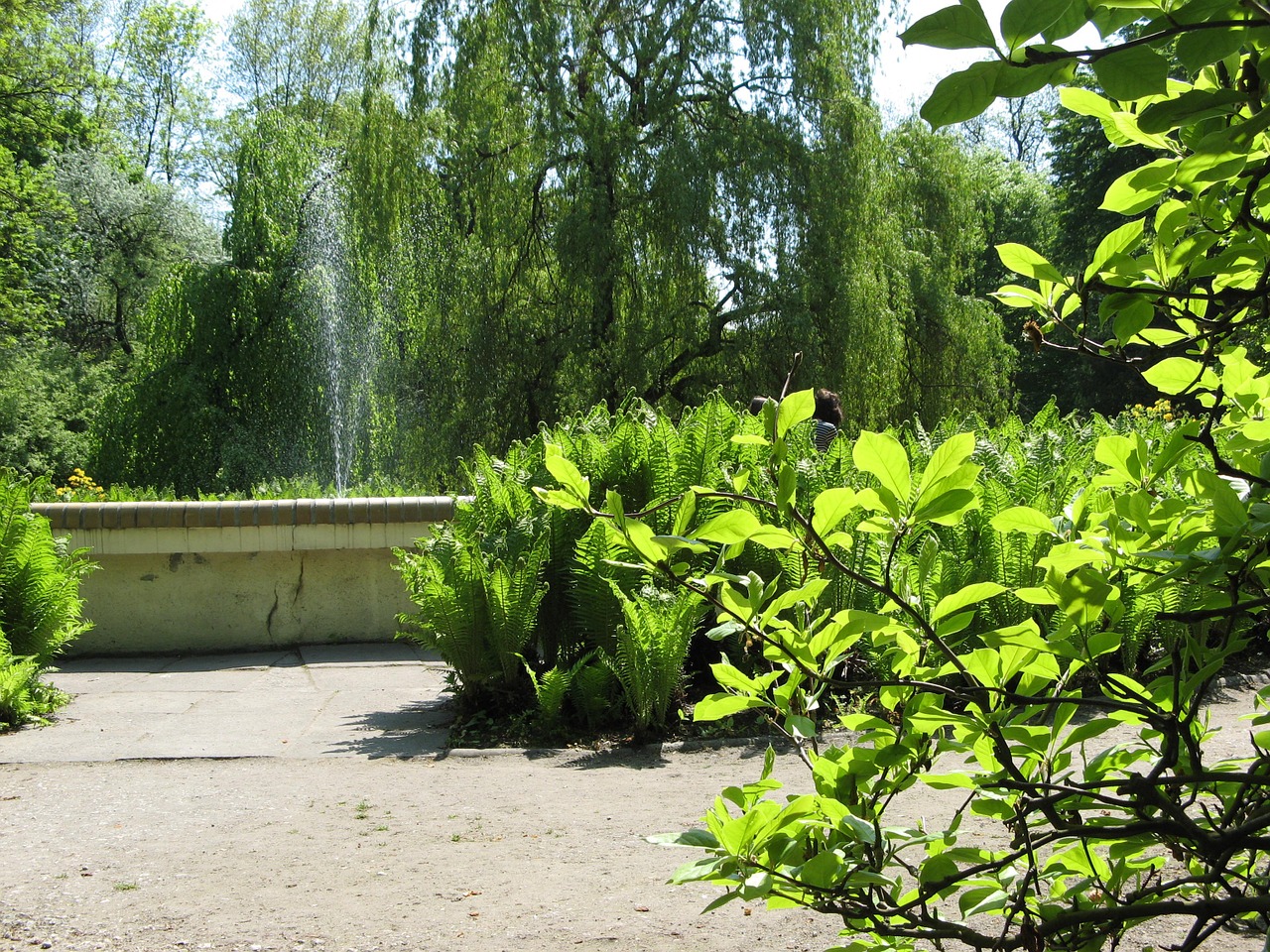 park landscape tree free photo