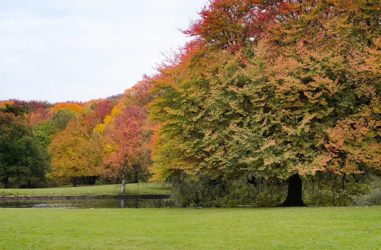 park foliage trees free photo