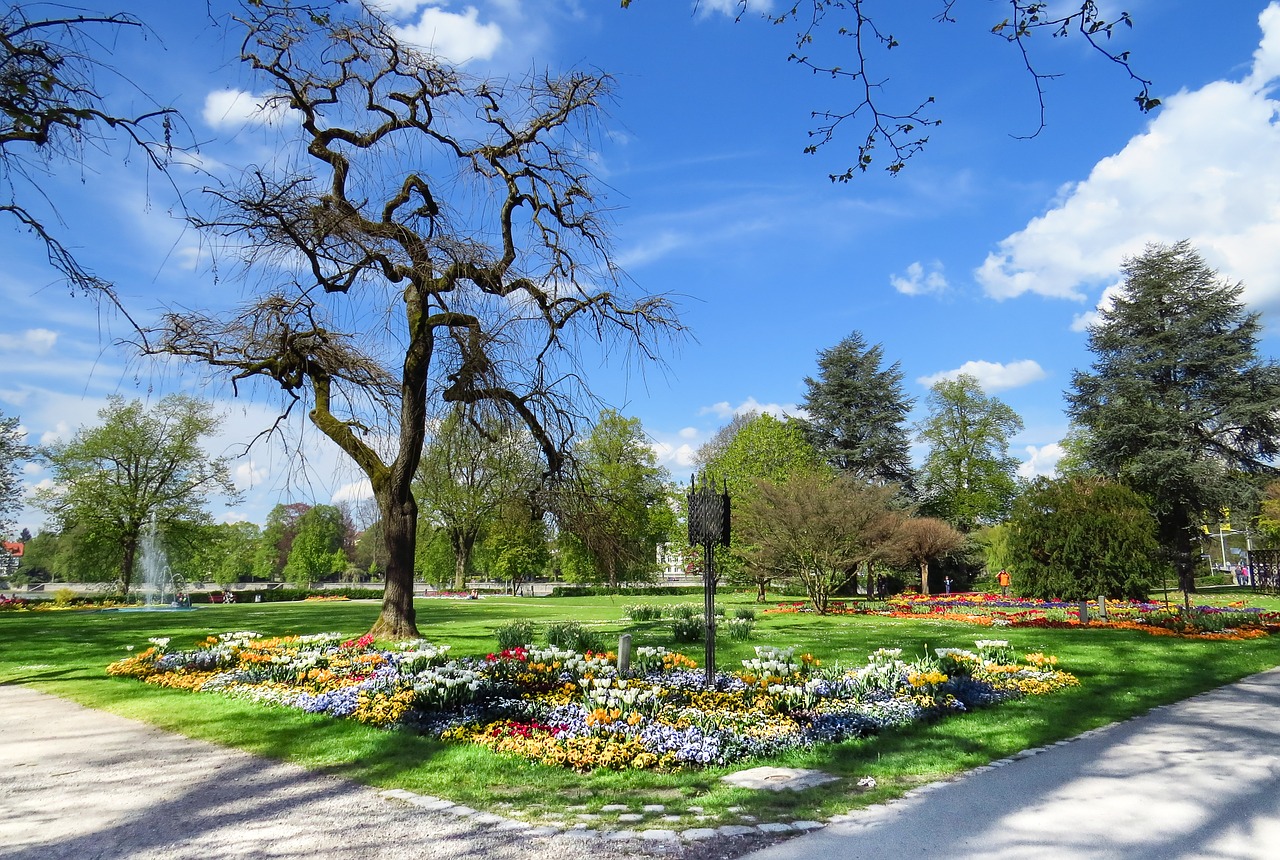 park meadow flowers free photo