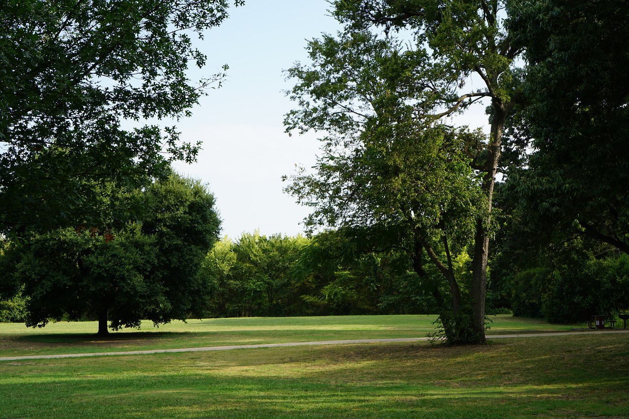 park trees grass free photo