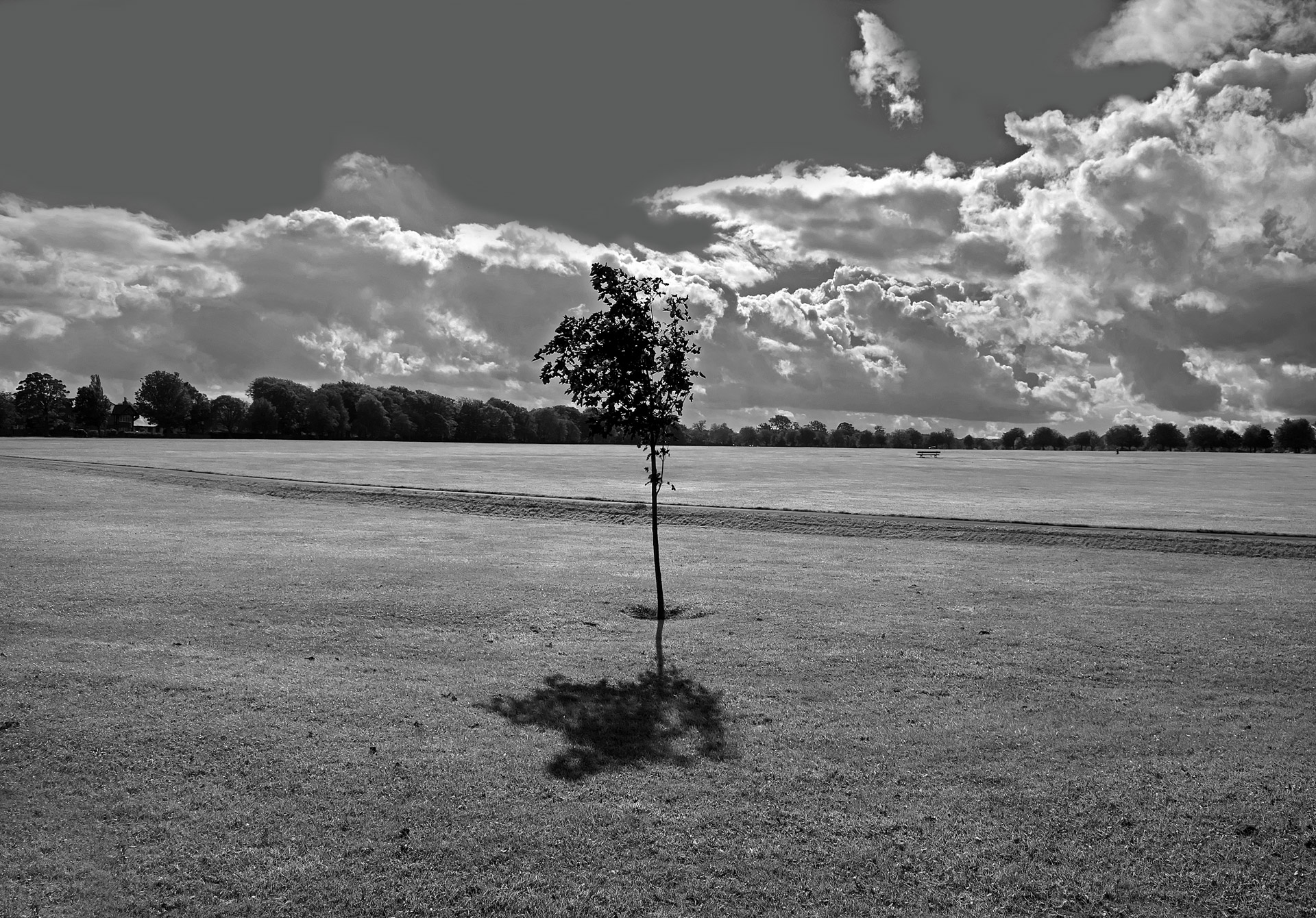 park grass space free photo