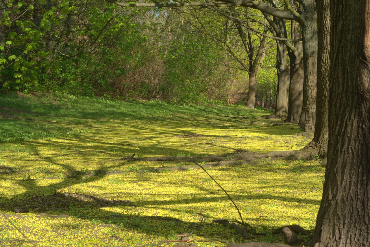 park tree the sun free photo