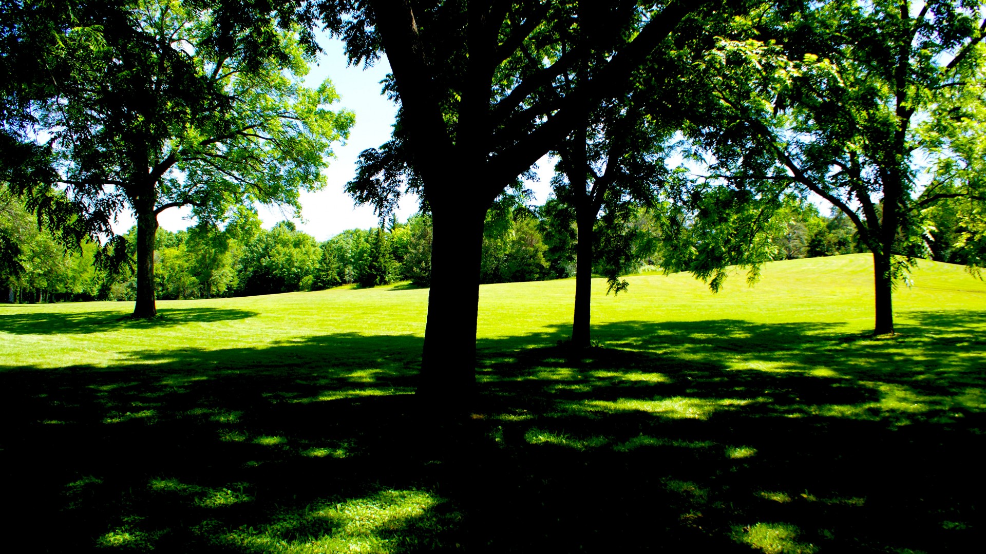 park grass trees free photo