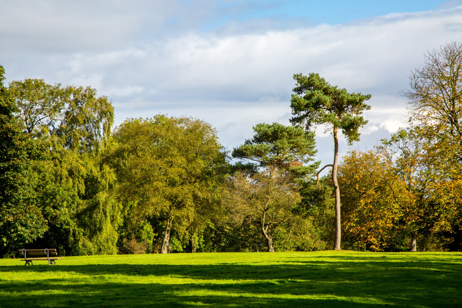 park tree trees free photo