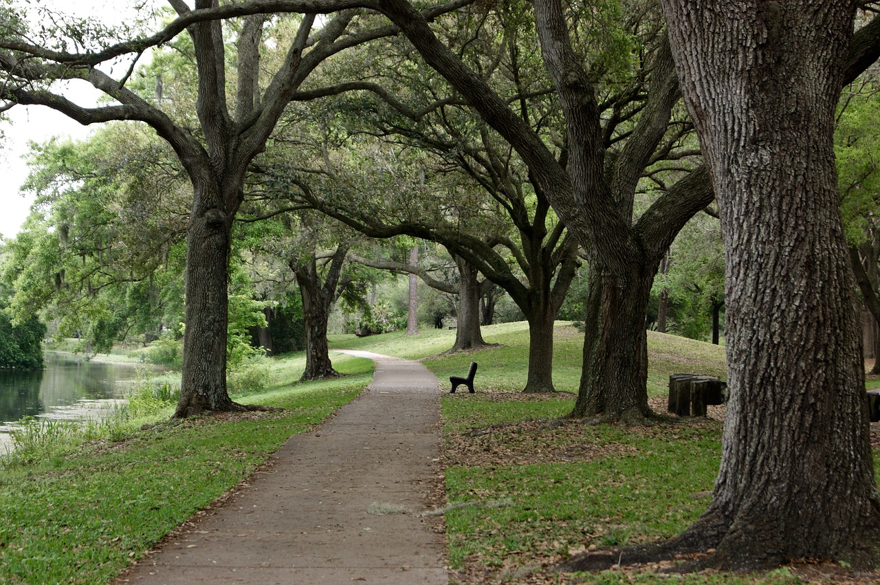 park trees grass free photo