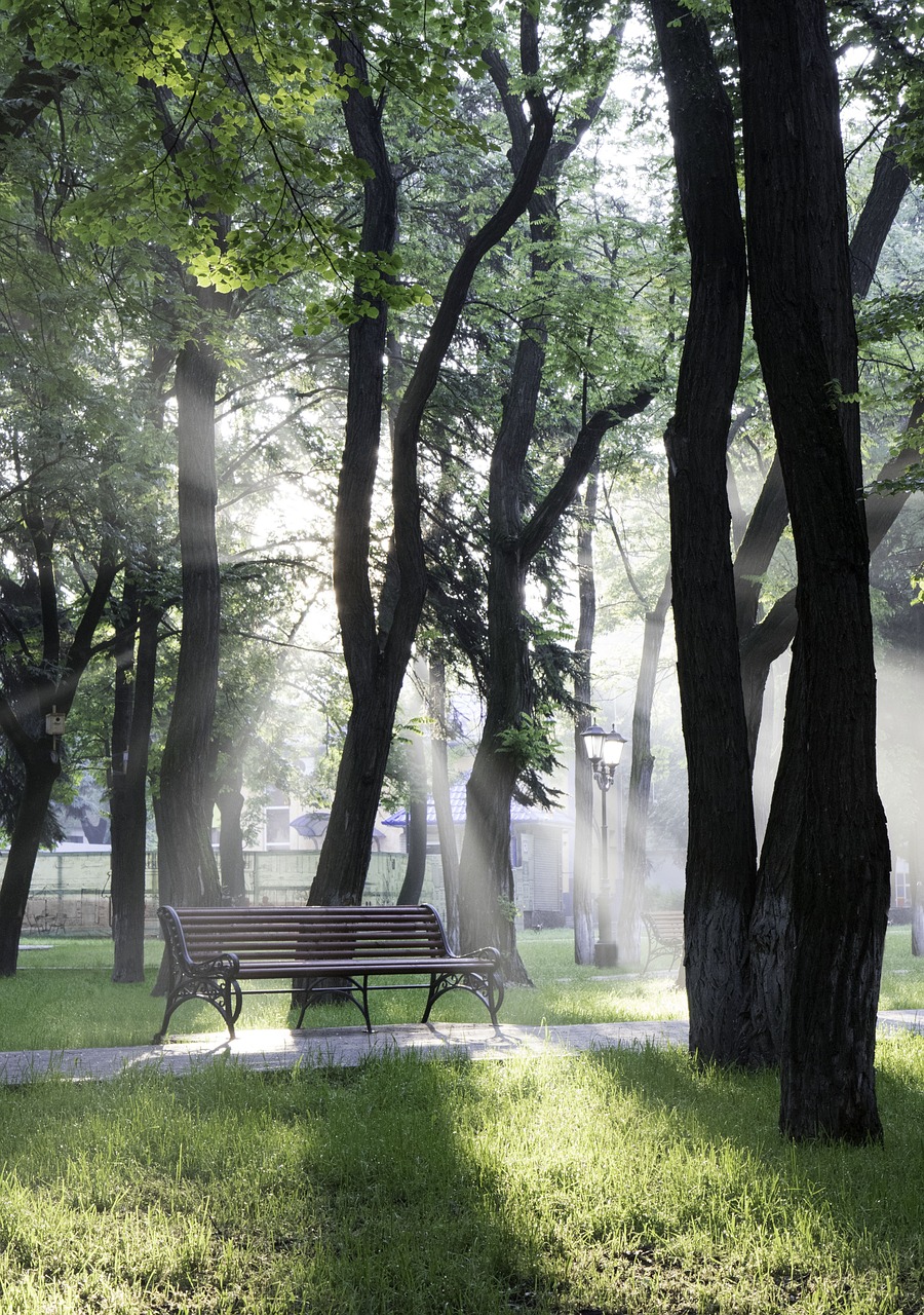 park bench tree free photo