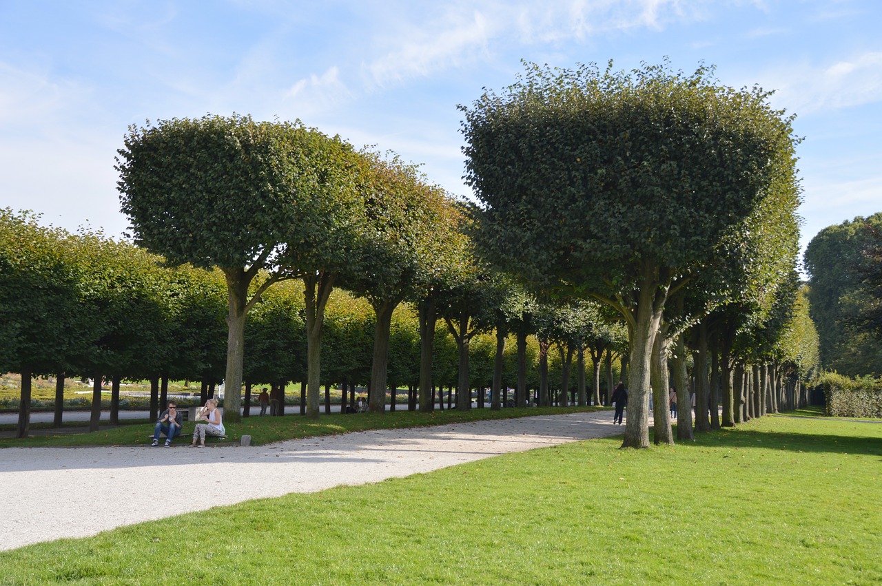 park avenue trees free photo