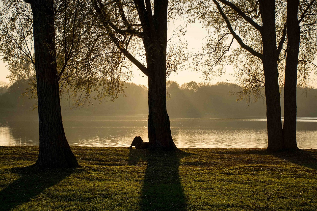 park trees shadows free photo