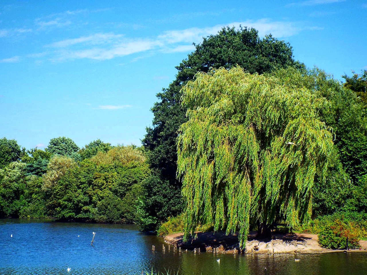 park lake trees free photo