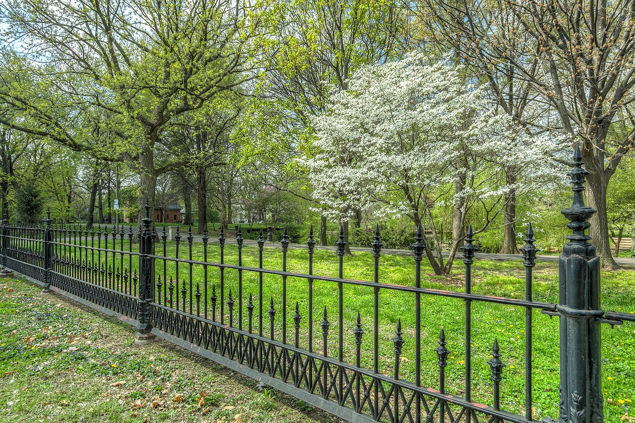 park tree flowering free photo