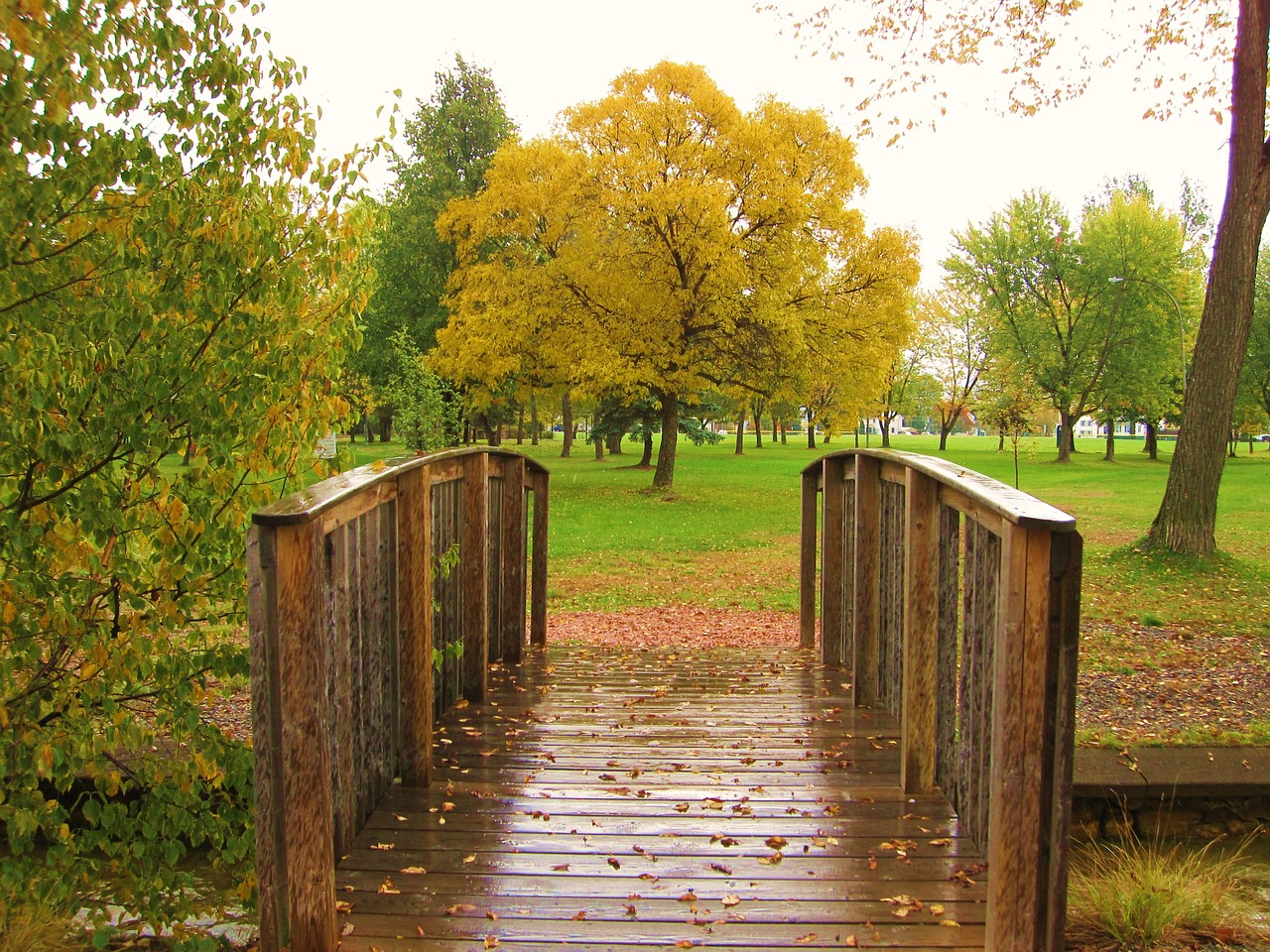 park autumn tree free photo