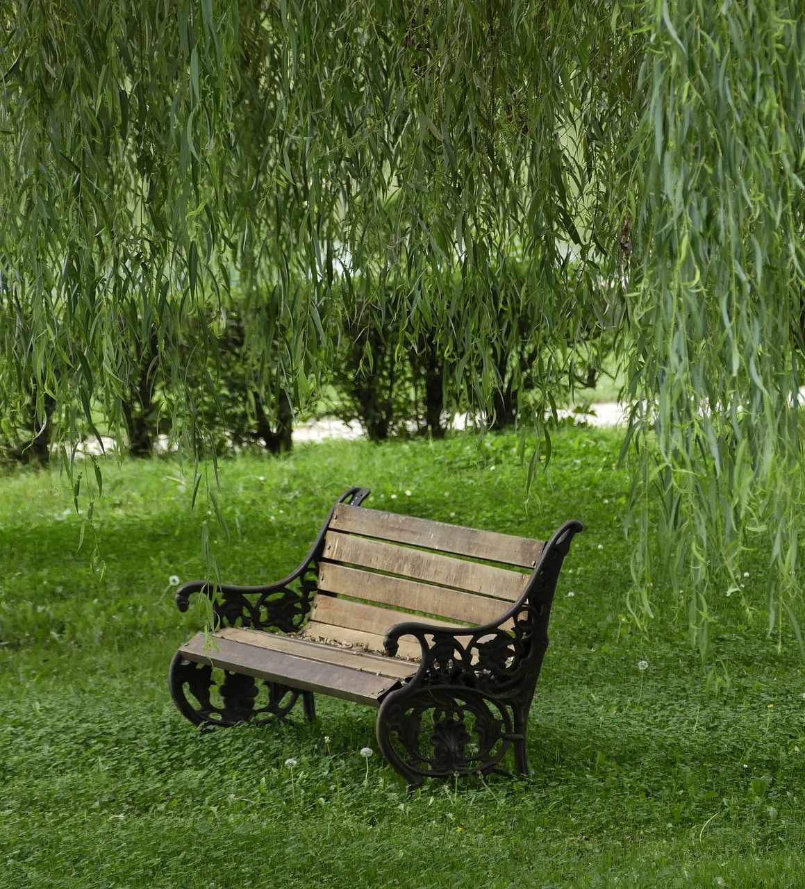 park willow bench free photo