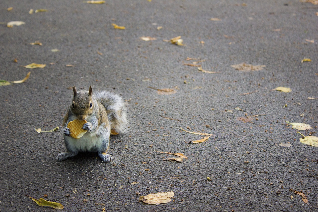 park london gita free photo