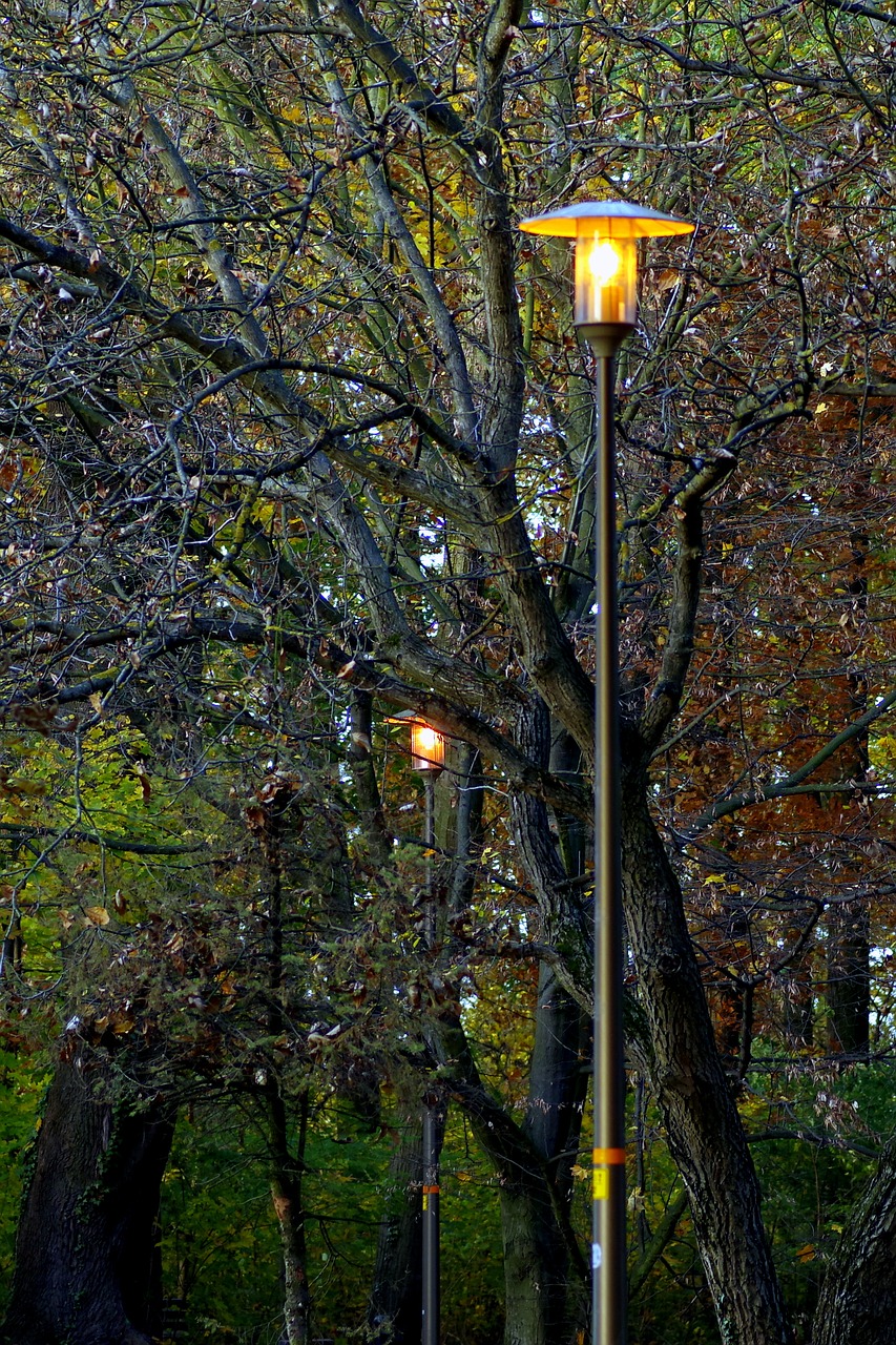 park autumn golden free photo