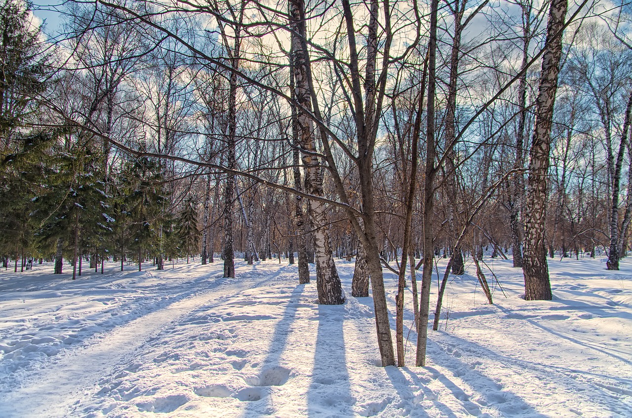 park winter sun free photo