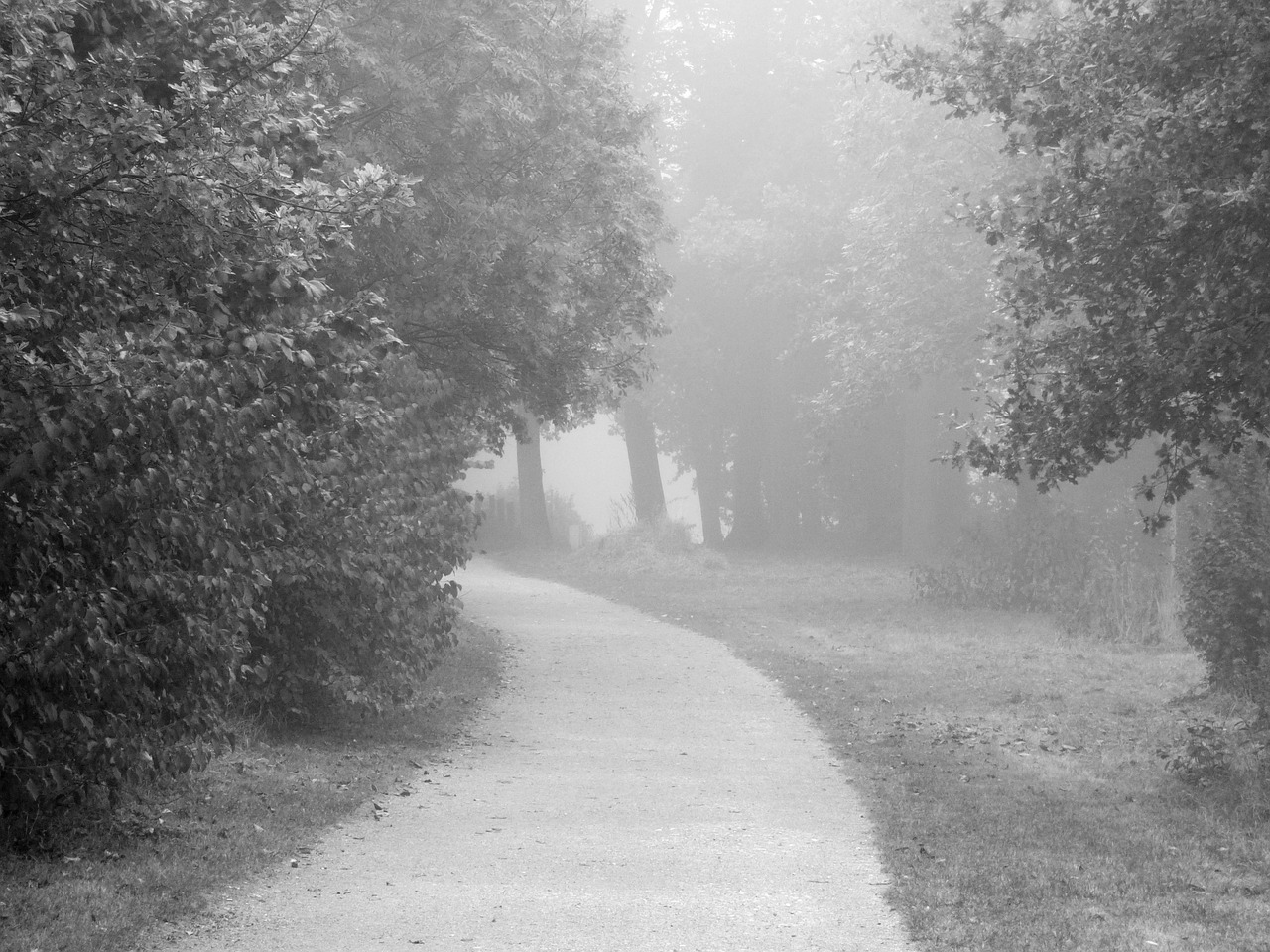 park fog black white free photo