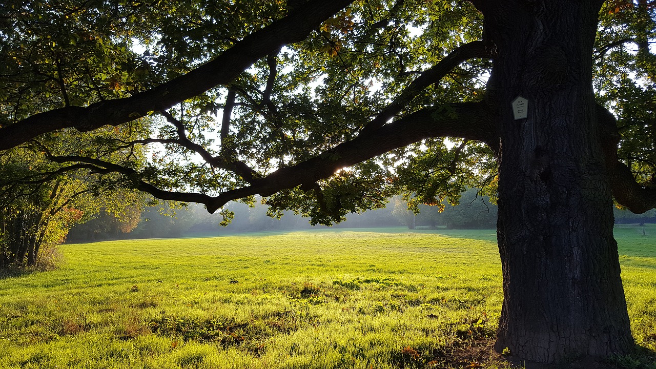 park meadow tree free photo