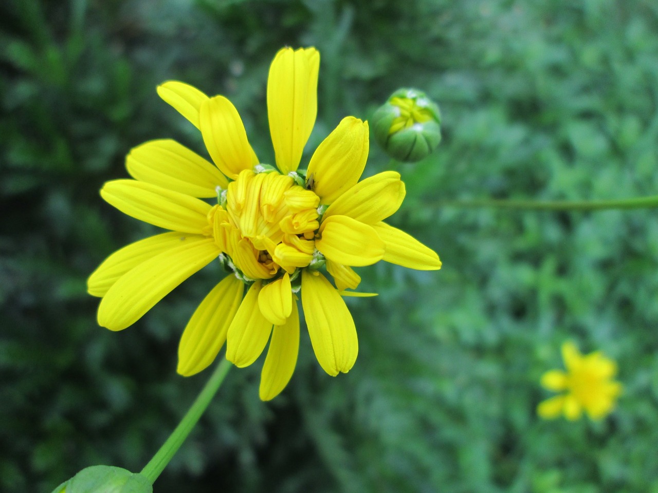 park flower garden free photo