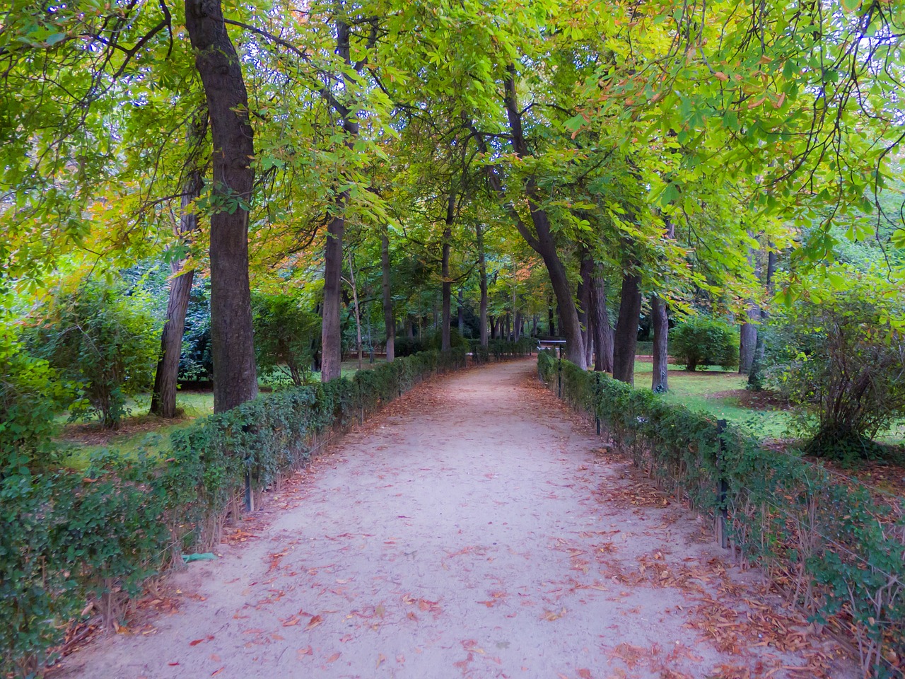 park outdoors tree free photo