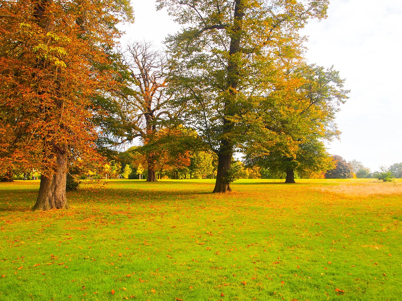 park autumn ocher free photo