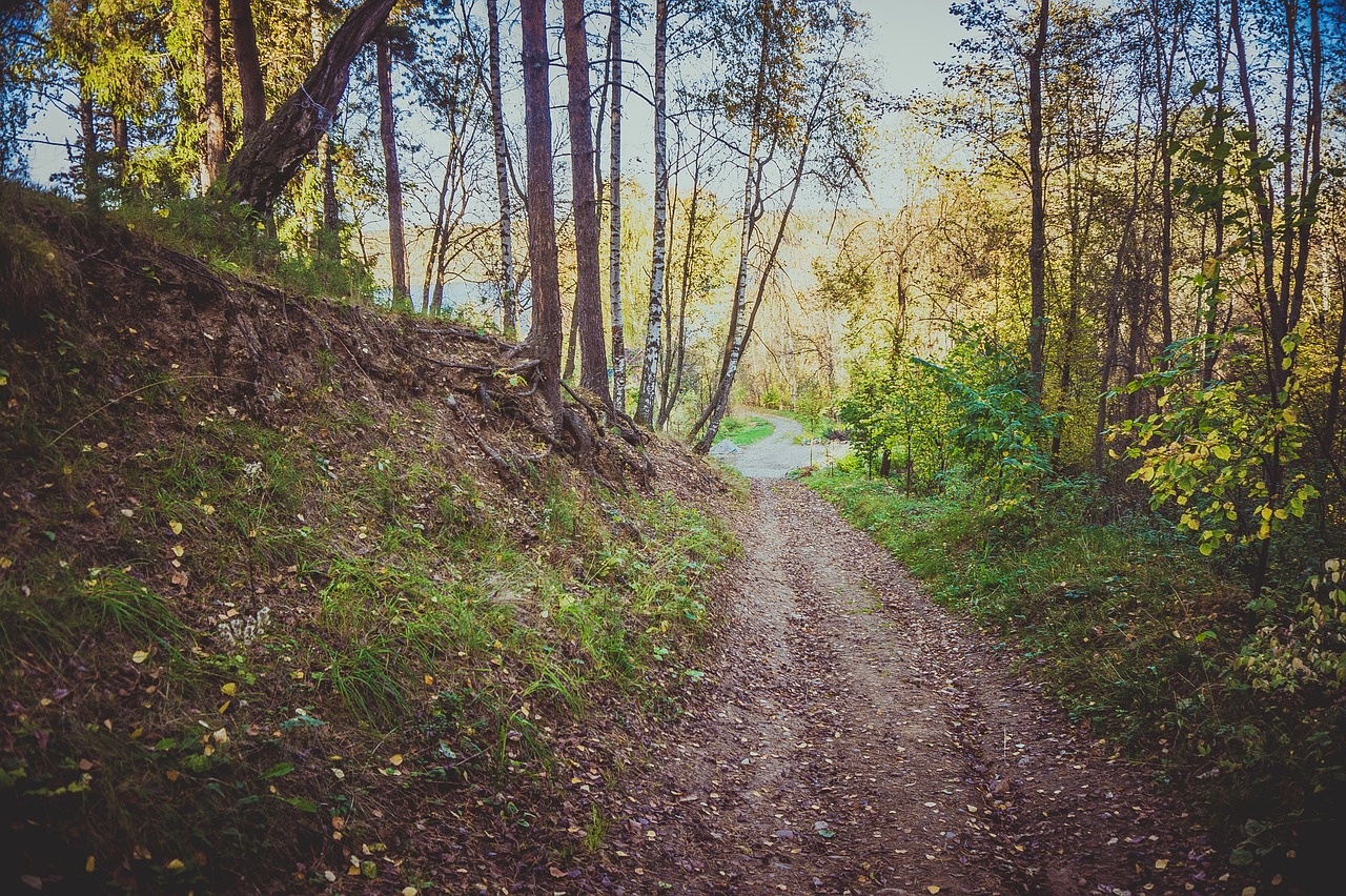 park forest track free photo