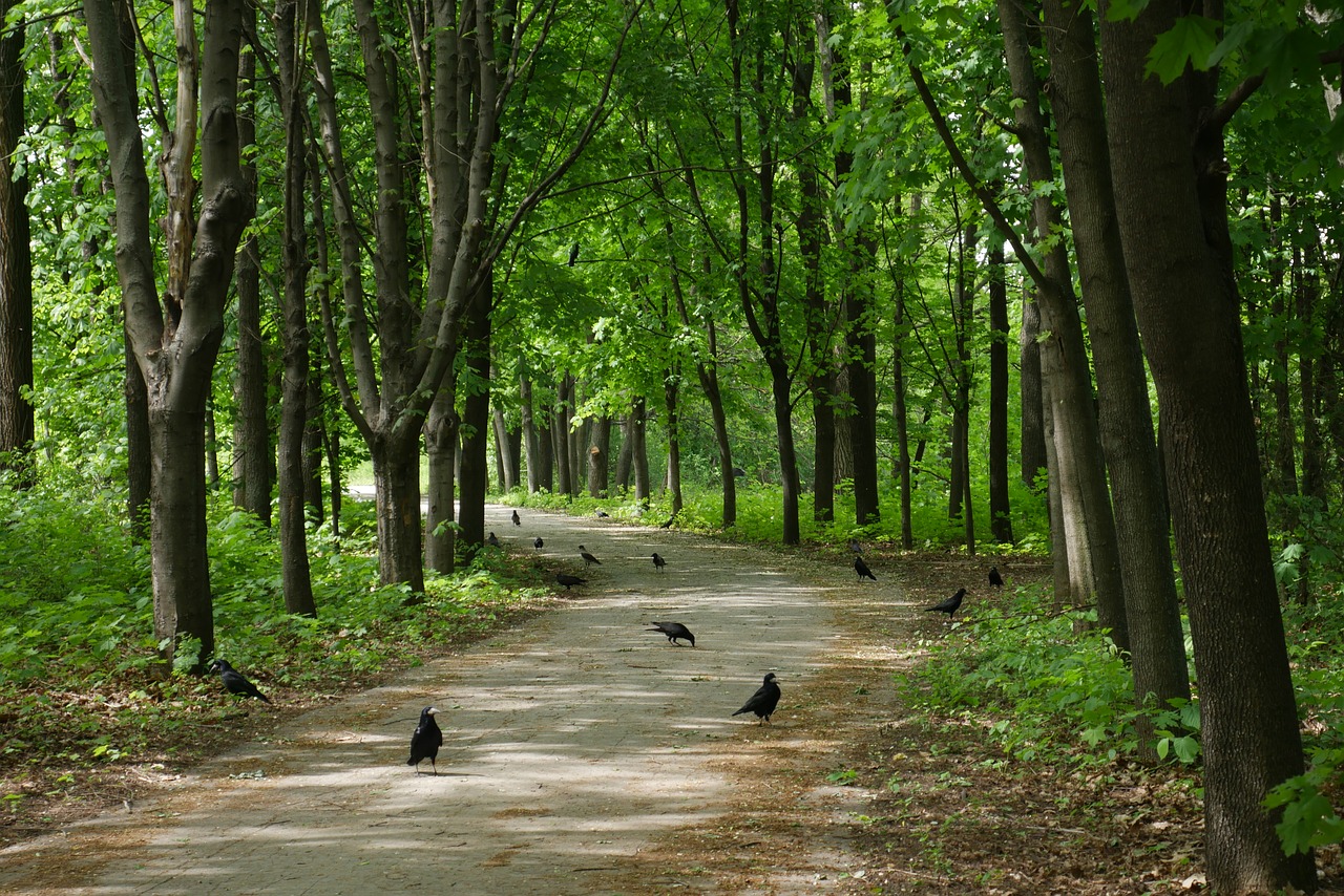 park crows birds free photo