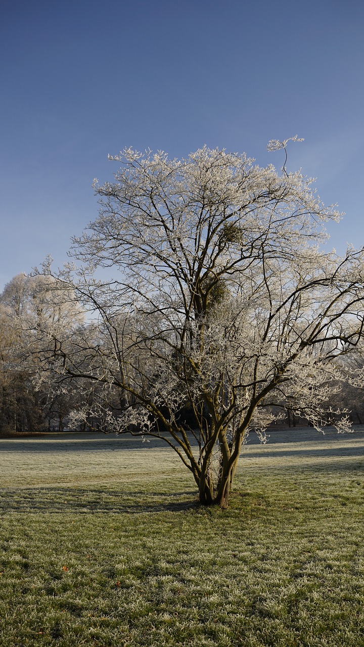 park wood tree free photo