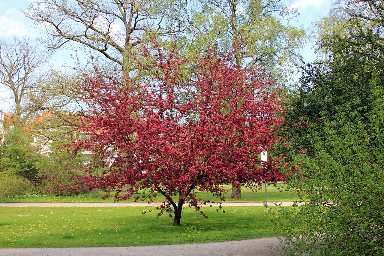 park tree blossom free photo