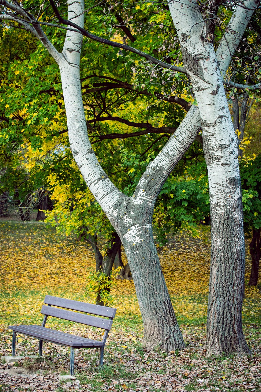 park bench autumn free photo