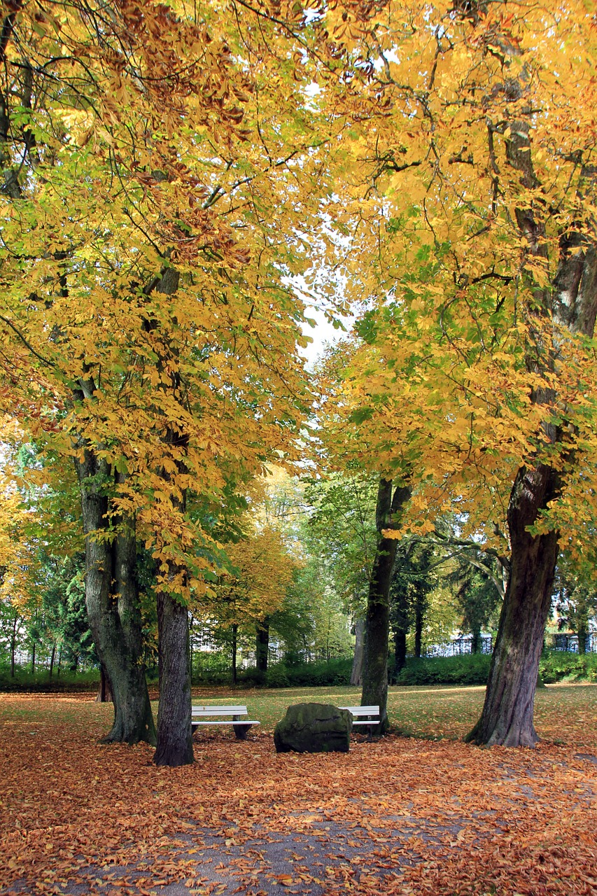 park tree autumn free photo