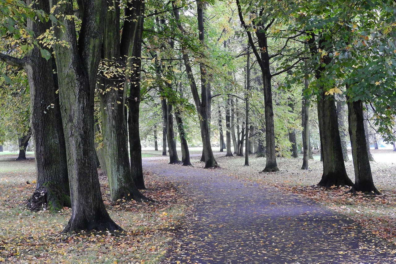 park path in the park alley free photo