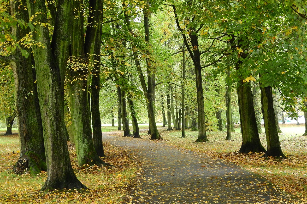 park path in the park alley free photo