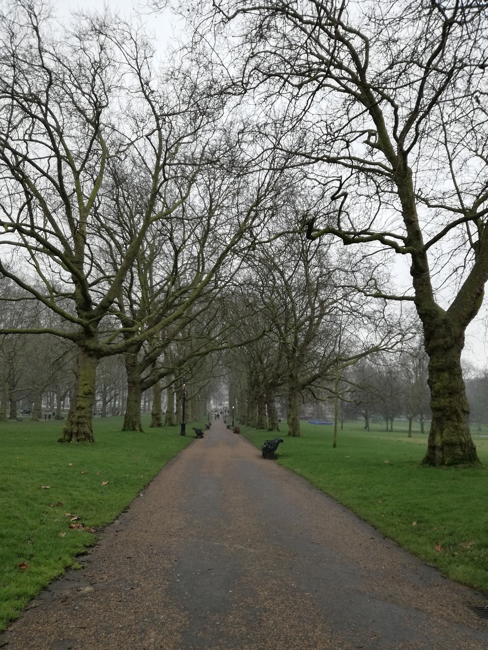 park path trees free photo