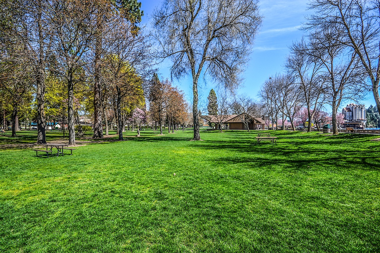 park grass spring free photo