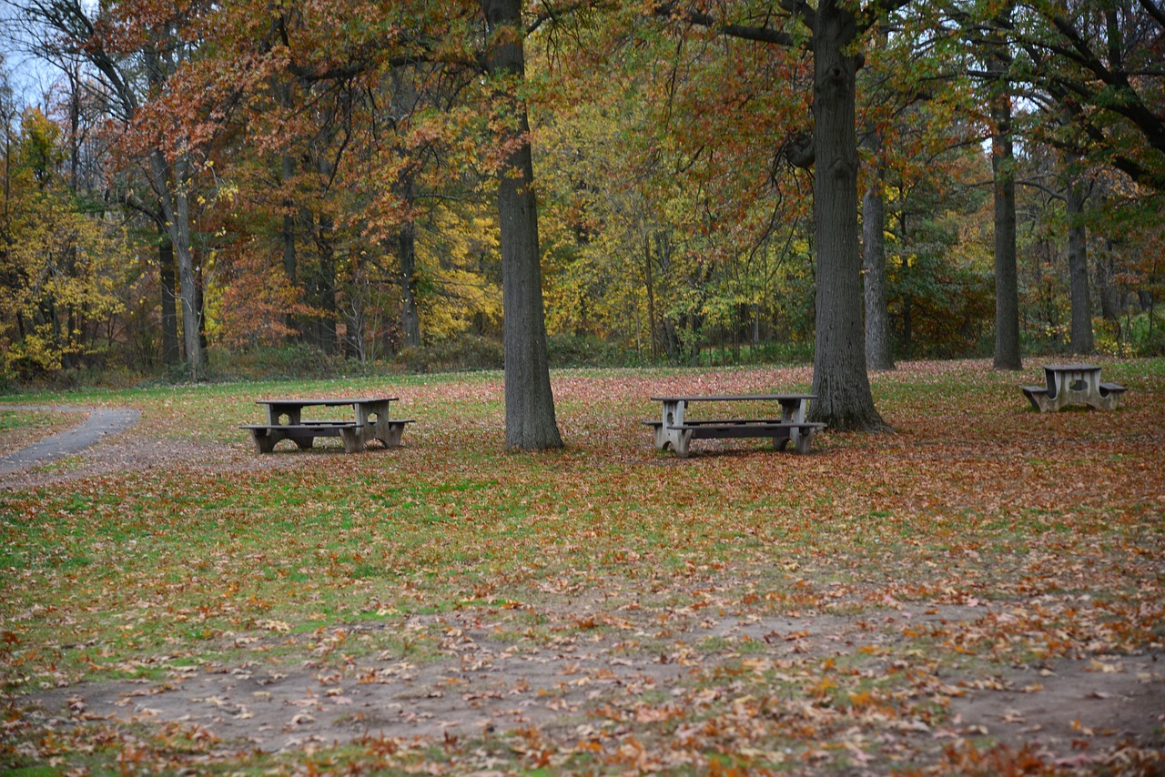 park trees fall free photo