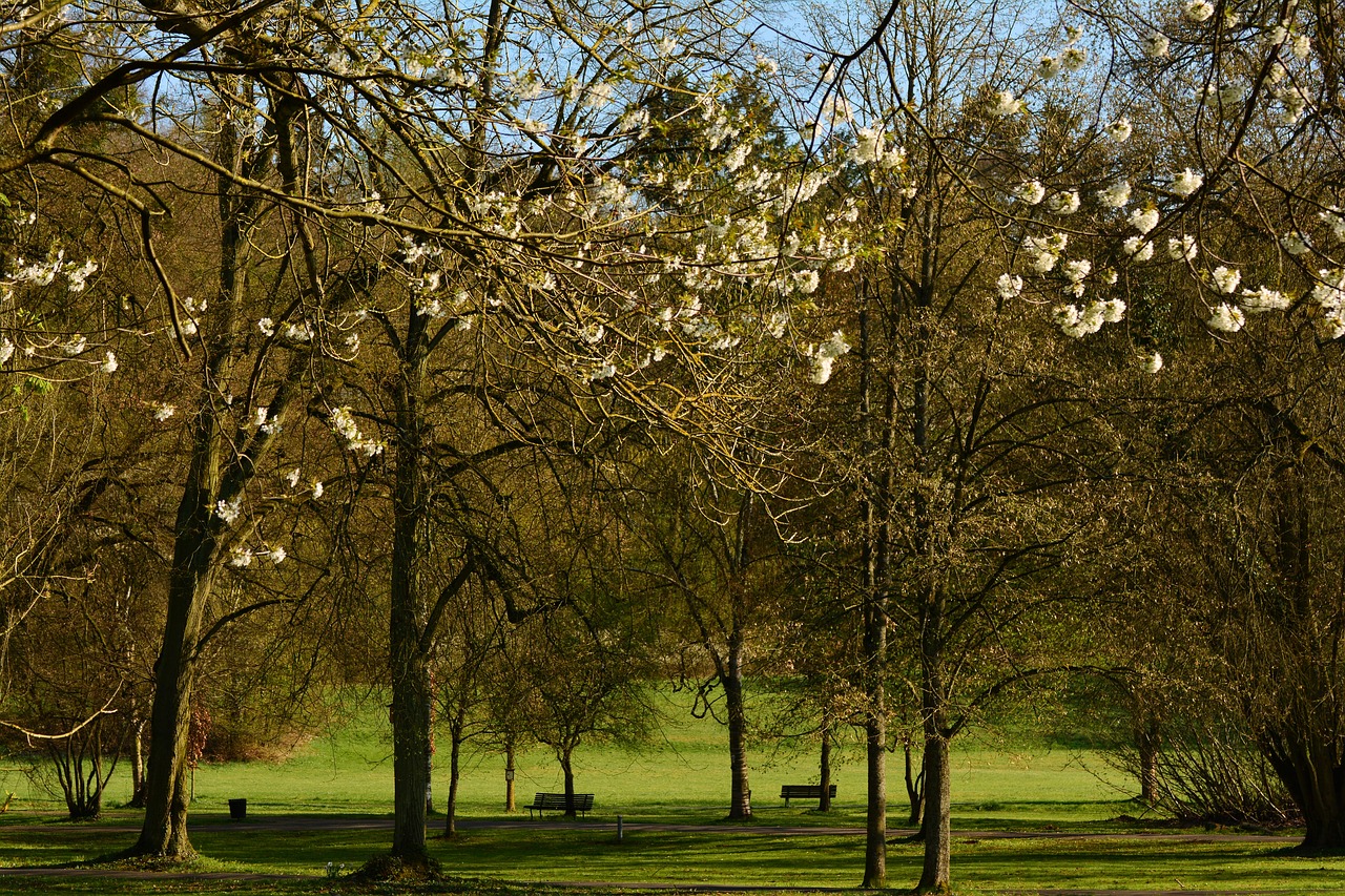 park trees april free photo