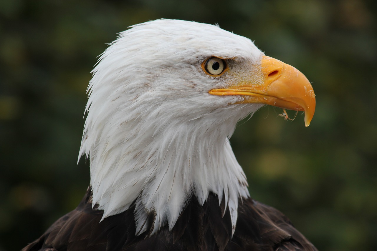 park adler raptor free photo