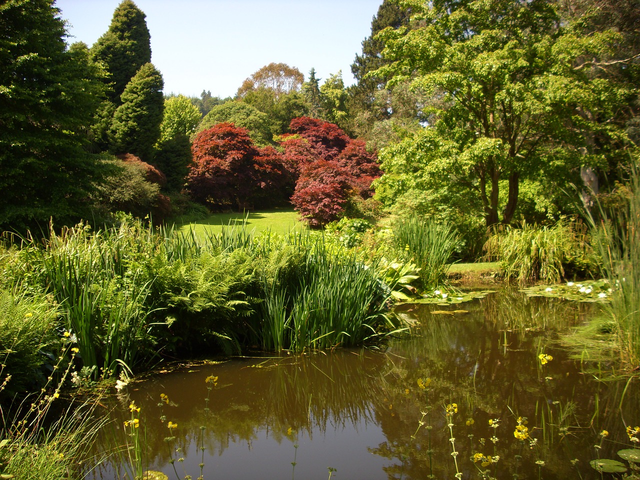 park pond reflection free photo