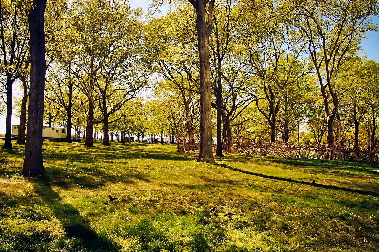 park trees landscape free photo