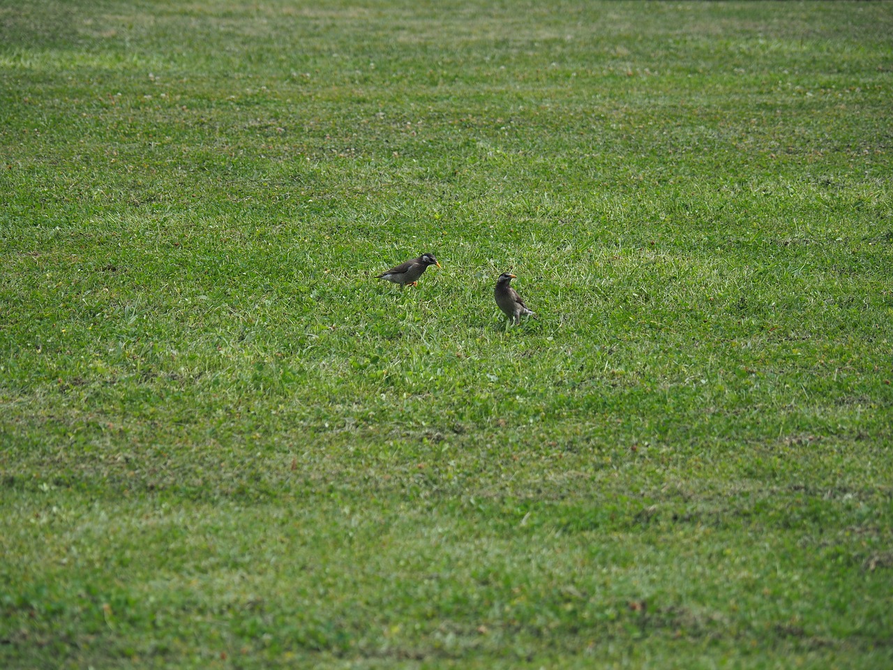 park bird lawn free photo