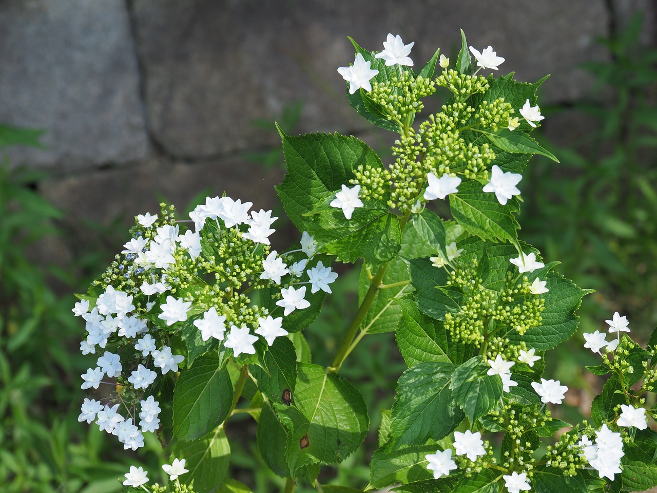 park hydrangea japan free photo