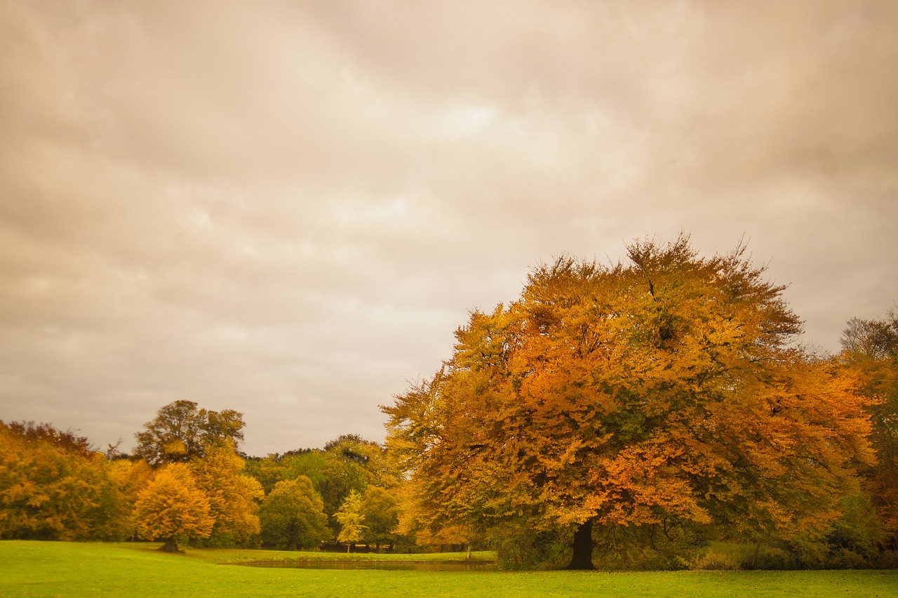 park foliage trees free photo